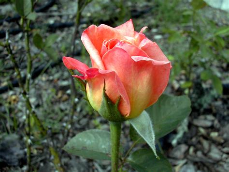 Rose Bud Rose Bud From My Dads Rose Garden Outside My Par Flickr