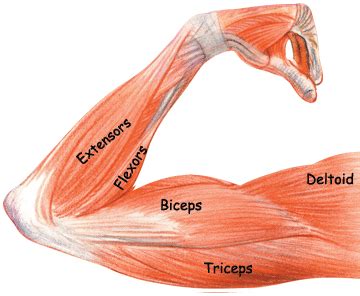 When a muscle is activated it contracts, making itself shorter and thicker, thereby pulling its ends closer. Arm Muscles: Biceps, Triceps, Brachioradialis ...