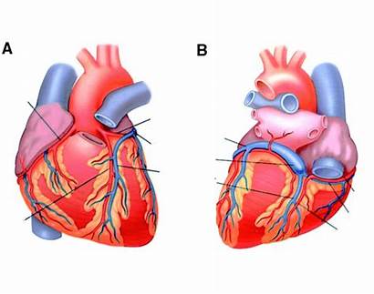 Veins Cardiac Arteries External Background Purposegames
