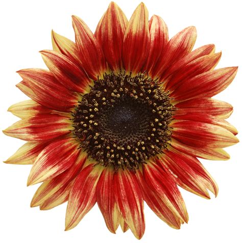 Common Sunflower Pixel Sunflowers Png Clipart Image Sunflower Png