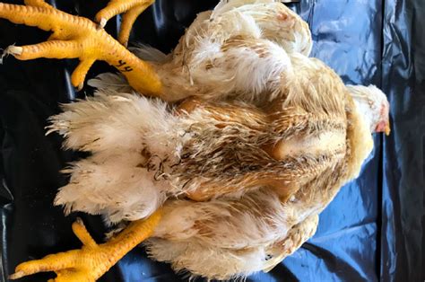 Coccidiosis In Poultry Etiology Diagnosis And Control Rovedar