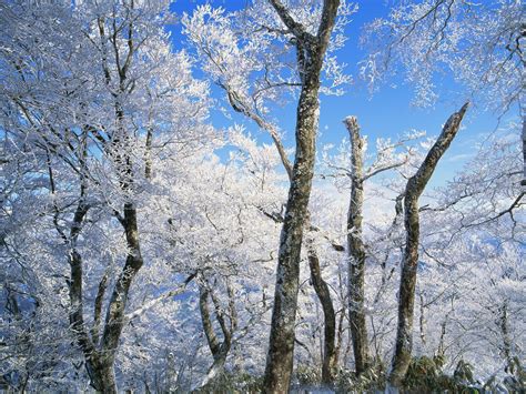 Cool collections of japanese nature wallpapers for desktop laptop and mobiles. Japanese Nature Wallpapers - Wallpaper Cave