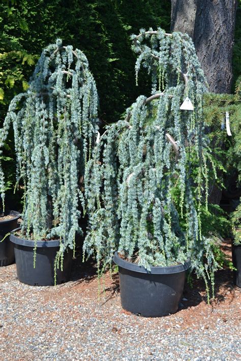 Weeping Blue Atlas Cedar Would Like To Consider A Specimen Planting