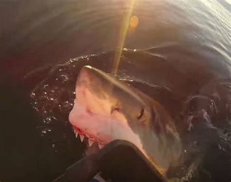 Great White Shark Stalks Fishing Boat Before Lunging Out