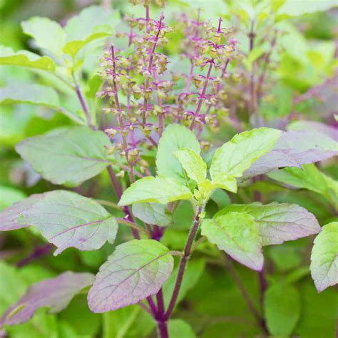 Basil Holy Purple Horticultural Consultancy