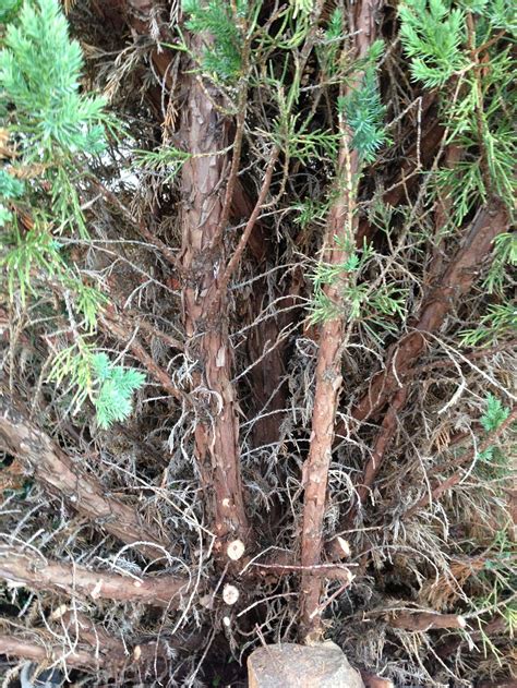 Try and keep all your research in this post. Juniper - Pruning | Walter Reeves: The Georgia Gardener