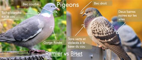 Pigeon Ramier Ou Pigeon Biset Pigeon Pigeon Ramier
