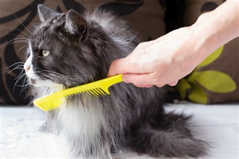 Cat Grooming How To Support Your Cats Fur Care Zooplus Magazine