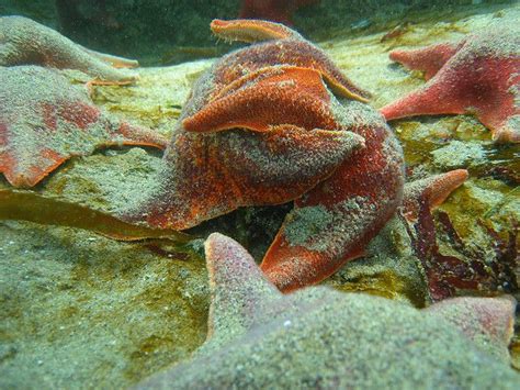 Bat Starfish Cute Creatures Under The Sea Oceans Of The World