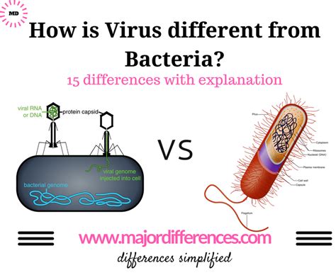 15 Differences Between Bacteria And Virus Viruses Are Amazingly