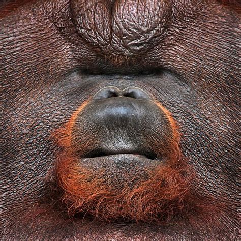 There are specific names for males, females and babies for some animals, while there are generic terms, some have individual names for. wild Animals | Orangutan, Zoo animals names, Orangutan ...