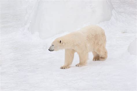 Large Polar Bear Is Walking On White Snow Animals In Wildlife Stock