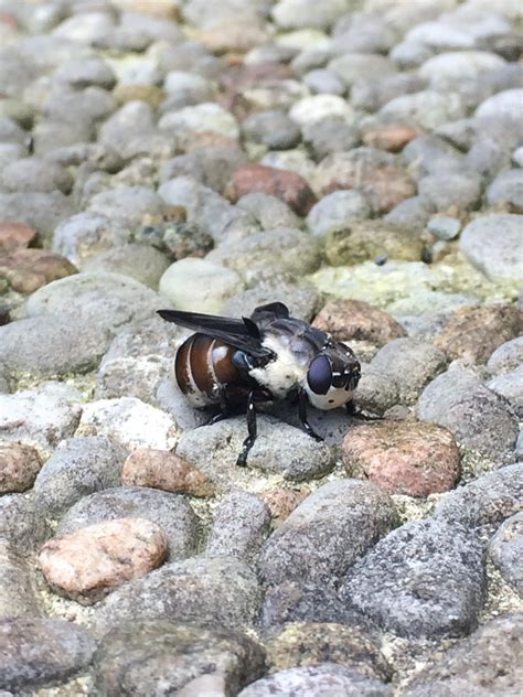 Visit the widget page to learn more and for additional options. Barrie Ontario Canada : whatsthisbug