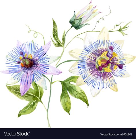 Watercolor Passion Flower Royalty Free Vector Image