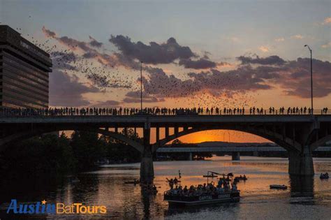 Congress Avenue Bridge Bats—a Spectacular Sight To See Take Flight