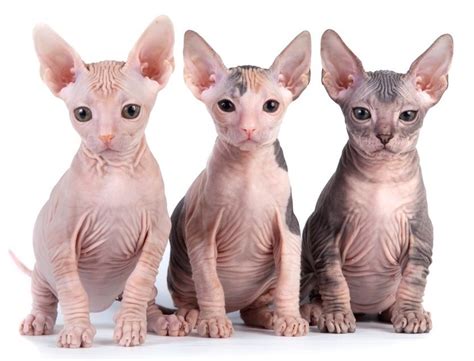 Do Sphynx Cats Come From Egypt