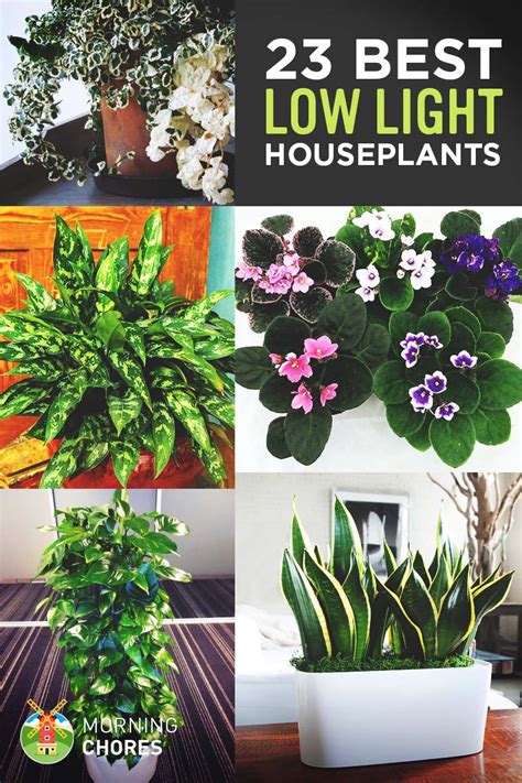 They are striking in appearance and easy to grow. 23 Low-Light Houseplants That Are Easy to Maintain Even If You're Busy