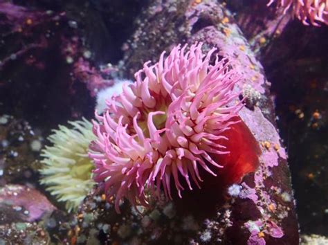 33500 Sea Anemone Stock Photos Pictures And Royalty Free Images Istock