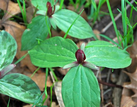 Trillium Sessile Toadshade Newark Ohio Usa 4 A Photo On Flickriver