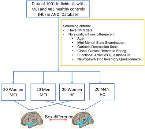 Sex Specific Hippocampal Connectivity Markers In Mild Cognitive Impairment Figure F1 Aging