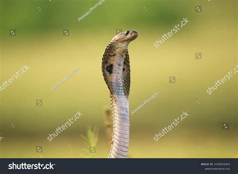 Indian Cobra Known Spectacled Cobra Asian Stock Photo 2158551815