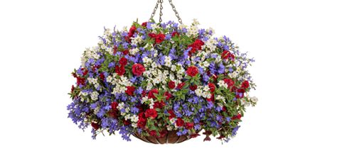 20 Best Flowers For Planting In Hanging Baskets Top Hanging Plants