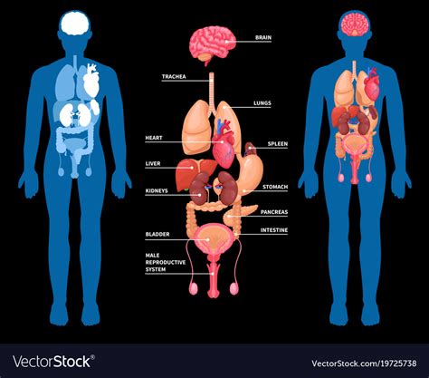 human anatomy internal organs layout royalty free vector