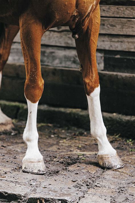 The Fragile Legs Of Horses Our Communities