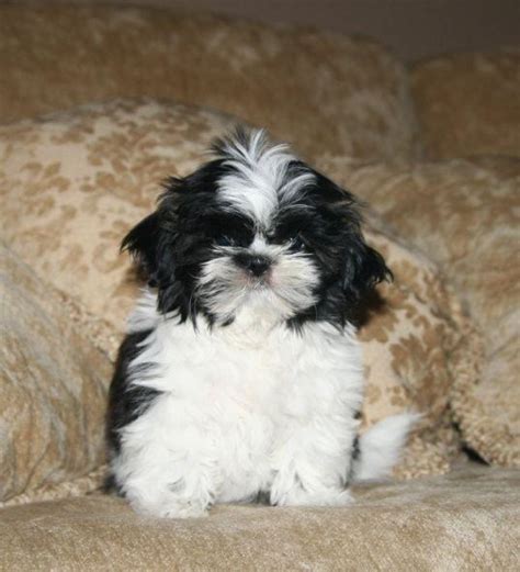 We did not find results for: Cute Puppy Dogs: cute shih tzu puppies