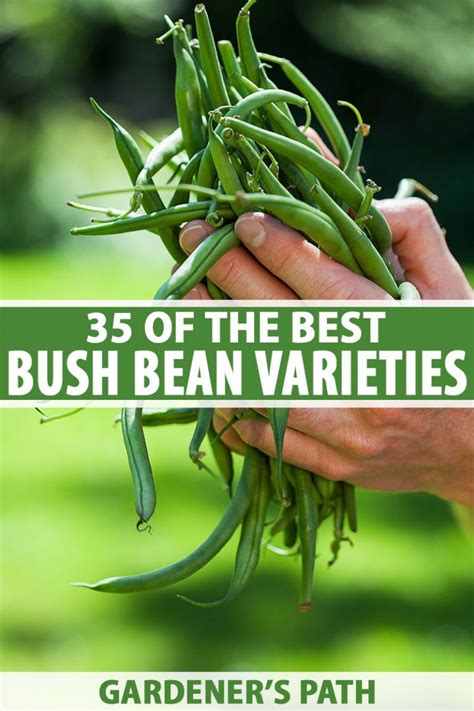 35 Of The Best Bush Bean Varieties Gardeners Path