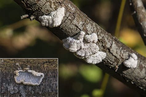 Pin On Minnesota Fungi And Lichens