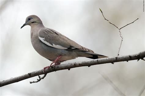 White Winged Dove Urban Hawks