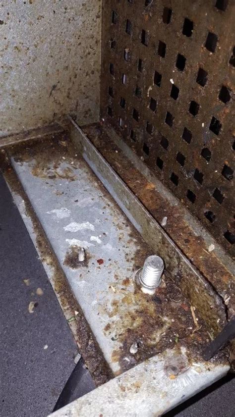 Shocking Pictures Show Mouse Droppings In Kitchen Of Zizzi Liverpool Echo