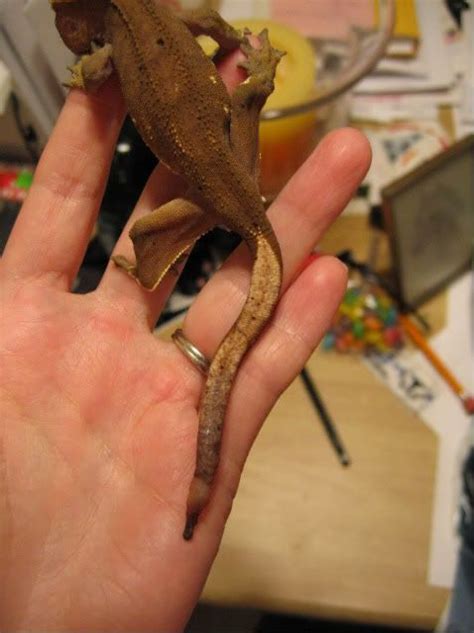 Crested Gecko Tail Injury