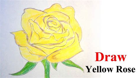 How To Draw Yellow Rose Step By Step Very Easy Youtube