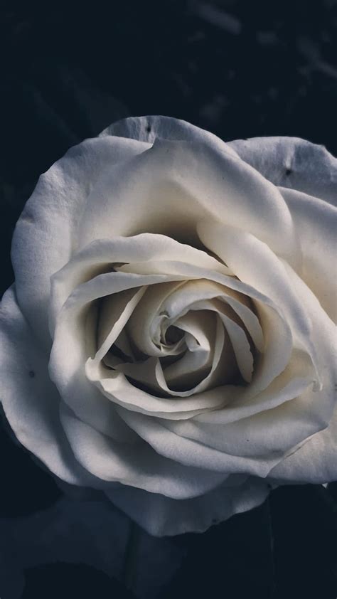 137 Wallpaper Hd White Rose Pictures Myweb