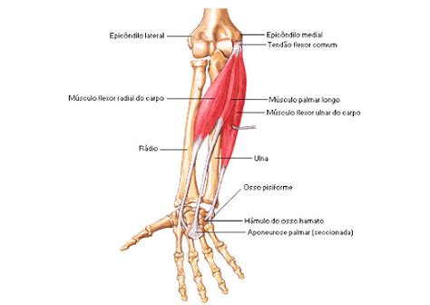 Flexores Pronadores Músculos do Antebraço