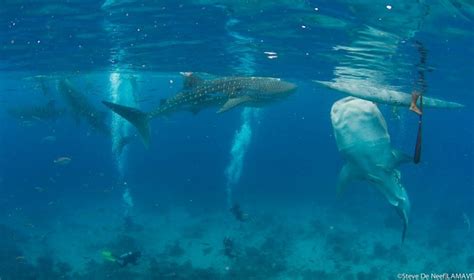 Whale Shark Tourism Harms Coral Reefs Asian Scientist Magazine