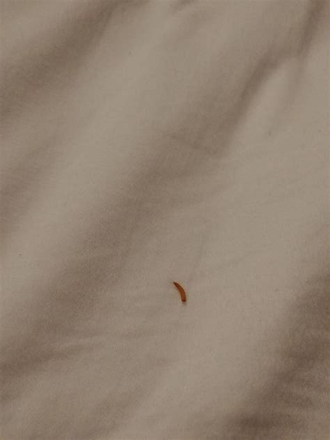 Found Bug In Bed What Is It Bed Bugs