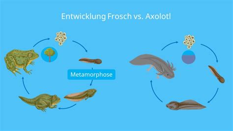 Axolotl • Steckbrief Aussehen Wissenswertes · Mit Video