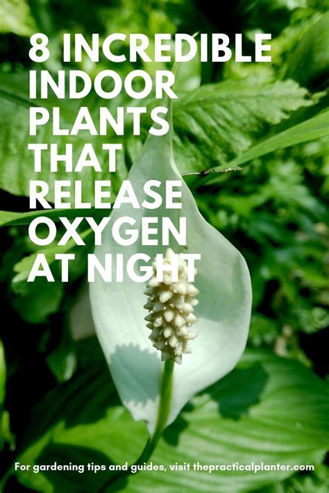 Another great health benefit to indoor plants is that they can help reduce stress and anxiety. 8 Incredible Indoor Plants That Release Oxygen at Night ...