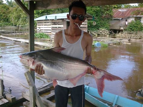 Habitat asli ikan gurami raksasa adalah chao phraya dan cekungan mekong di daratan asia tenggara. Cara Memancing Di Air Tawar: Teknik memancing ikan air tawar( bongak).