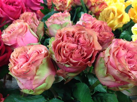 Called the essence, it contains a wealth of information on the flower essences, how to use them as well as testimonials. Valentine's Day: Best flowers for Love and Romance - City ...