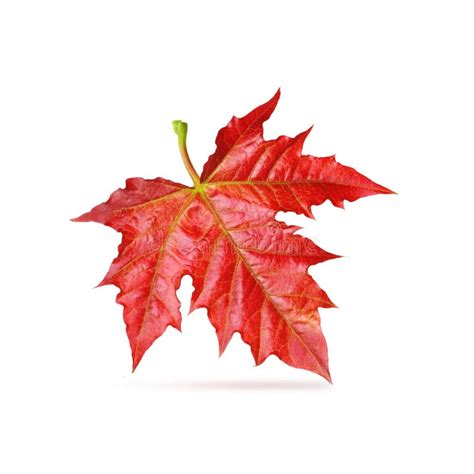 Red Maple Leaf Isolated Stock Photo Image Of Isolated 42266842