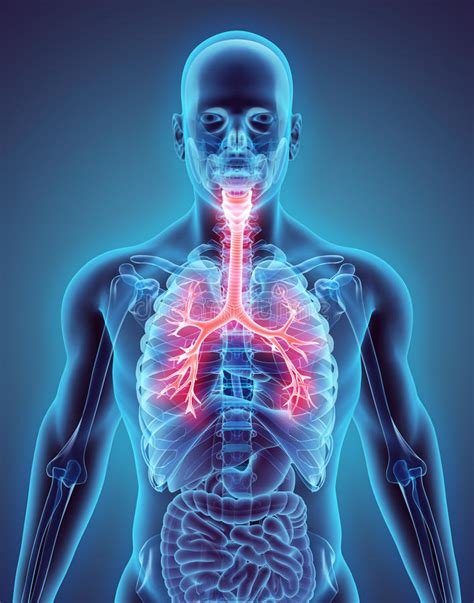 Respiratory health is an important part of medical care, and the need for respiratory therapists respiratory therapists commonly work at hospitals, and measure their patients' lung capacity. 3D Illustration Of Larynx Trachea Bronchi. Stock ...