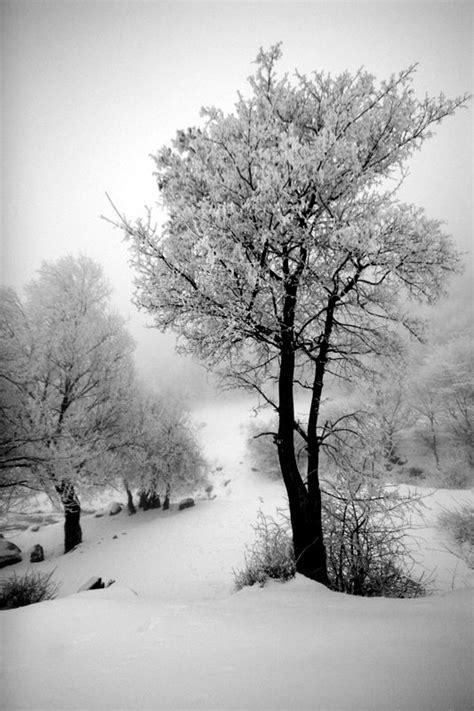 Pin By Kristine On Black And White Winter Winter Scenes Winter