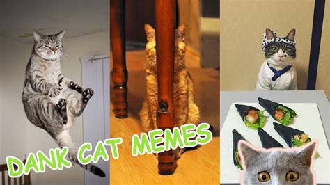 Best Dank Cat Memespart 1 Home Alone Youtube
