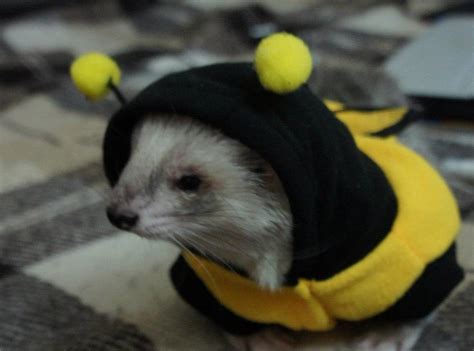Amazing Costume For A Ferret Bees Ferret Costume Ferret Etsy