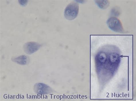Giardia Lamblia Cyst Under Microscope Micropedia
