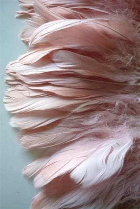 Pink Feathers Pink Feathers Pink Aesthetic Everything Pink
